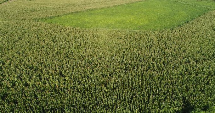 Drone flyover the maize and soya bean  field 