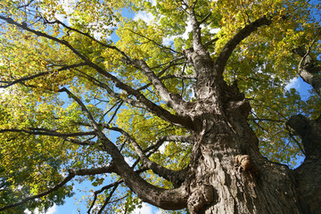 Fototapeta premium low angle view of autumn big tree
