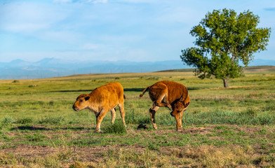 Obraz na płótnie Canvas Bison Calves on the Plains of Colorado