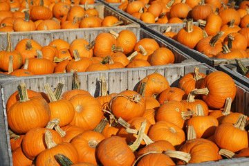 colorful pumpkins in container at farm in autumn harvest season