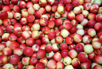Naklejka na ściany i meble Fresh picked Gala apples background in the harvest season