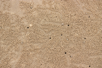 ghost crabs made hole on beach