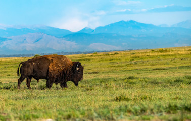 A Bison Roaming the Prairie of Colorado with Mountain Background © Kerry Hargrove