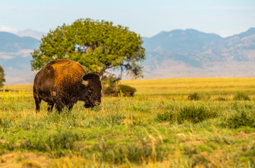 A Bison in the Early Morning Glow on the Prairie of Colorado