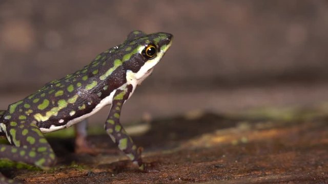 Rio Faisanes Stubfoot Toad (Atelopus coynei). A very rare toad from humid forests in Western Ecuador considered as critically endangered by the IUCN. 