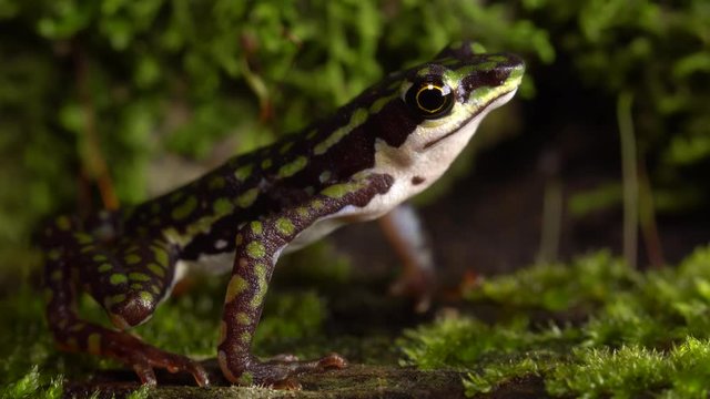 Rio Faisanes Stubfoot Toad (Atelopus coynei). A very rare toad from humid forests in Western Ecuador considered as critically endangered by the IUCN.