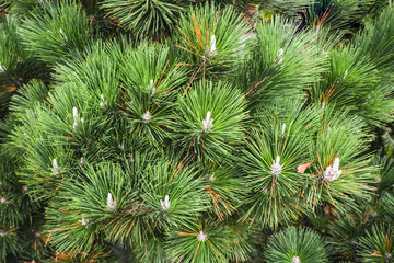 Green pine tree leaves close up. Fir tree leaves texture