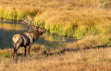 Large Bull Elk on a Cold Fall Morning in the Mountain Meadows of Rocky Mountain National Park