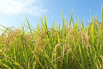 稲穂