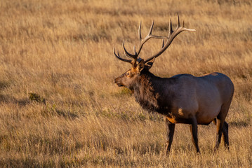 Large Bull Elk on a Cold Fall Morning in the Mountain Meadows of Rocky Mountain National Park