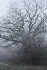 Fototapeta na wymiar On the eve of winter./End of November. The fallen-down foliage was raked up in heaps. Dense fog covered nut bushes and oaks. The frost covered with hoarfrost a grass and branches.