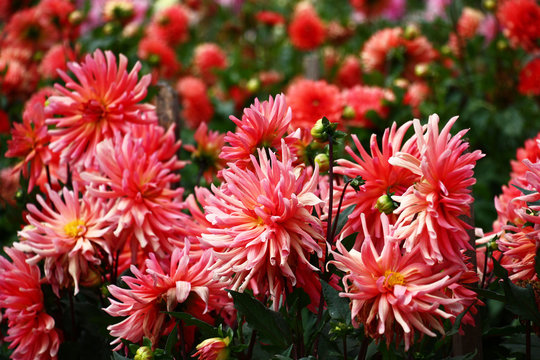 Pink field dahlias./In a flower bed a considerable quantity of flowers dahlias with petals in various tones of pink color.