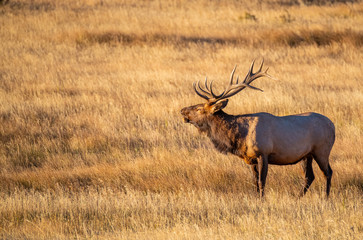 Large Bull Elk Bugling on a Cold Fall Morning in the Mountain Meadows of Rocky Mountain National Park