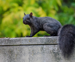 canadian Black squirrel