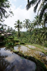 Fototapeta na wymiar Padi Terrace, Bali, Indonesia - Palm Trees and pools