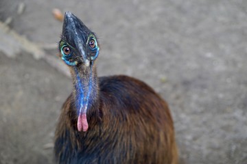 Ostrich like animal