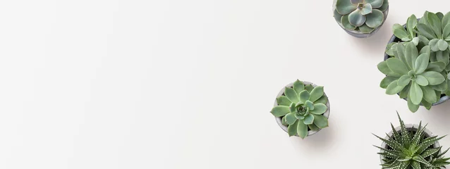  minimalistische moderne banner of kop met vetplanten op een wit oppervlak met veel kopieerruimte voor uw tekst - bovenaanzicht / plat leggen © Anja Kaiser