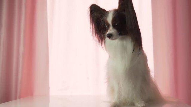 Papillon happily waves his tail and barks footage video