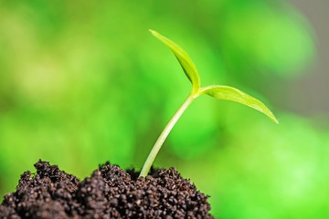 young plant growing on healthy soil