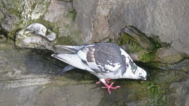 Dove Drinking Water From Gap Of Rock