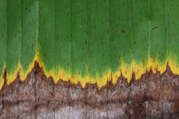 banana leaf Arts