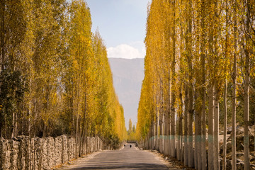 Morning light lit the poplar trees cause golden wall along the road towards Khaplu. Gilgit-Baltistan, Pakistan.