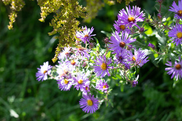 Small vibrant purple flowers with orange centers on a sunny fall day