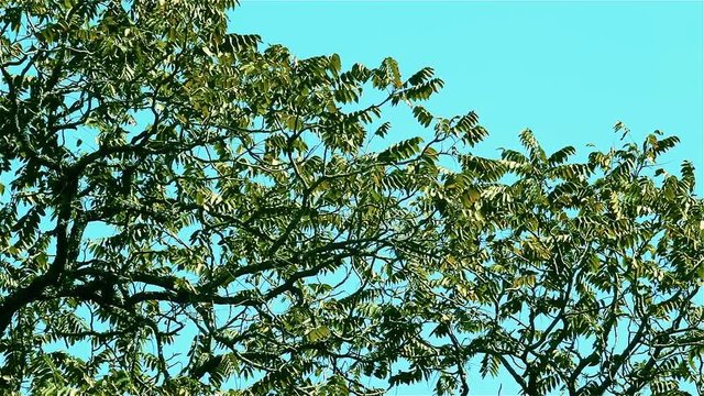 Tree Top With Blue Sky. 