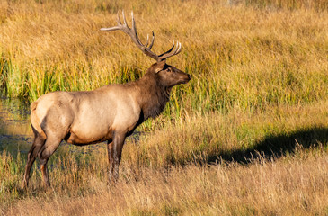 Naklejka na ściany i meble A Large Bull Elk in the Morning Sun at Rocky Mountain National Park in Colorado