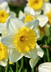 爽やかな水仙の花