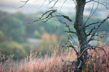 autumn trees in the morning in the mountains