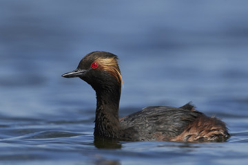 Black-necked grebe (Podiceps nigricollis)