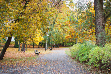 Naklejka premium Golden autumn in park in october
