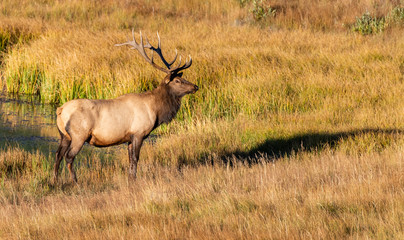 A Large Bull Elk in the Morning Sun at Rocky Mountain National Park in Colorado