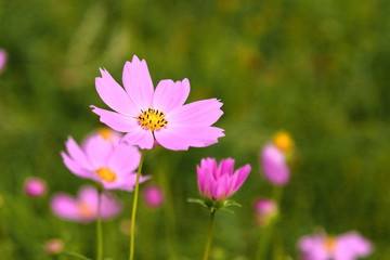 ピンク色のコスモス