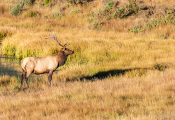 A Large Bull Elk in the Morning Sun at Rocky Mountain National Park in Colorado