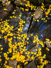 Yellow floating aspen leaves - 225444371