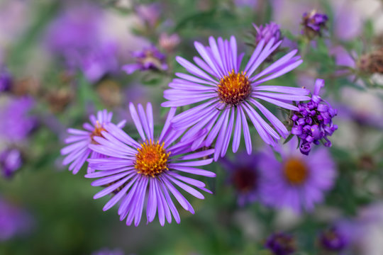 Small vibrant purple flowers with orange centers on an overcast day