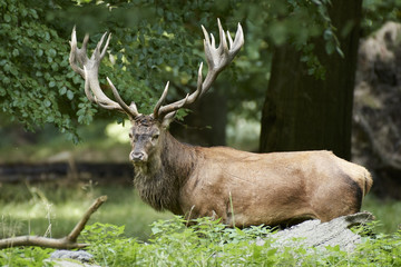 Red deer (Cervus elaphus)