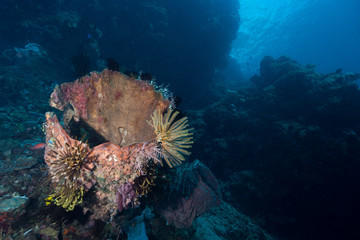 Ancient Barrel Sponge