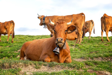 Brown french cow sitting on the grass looking ahead. The cow in the foreground is weaing a bell. Other cows are in the background.