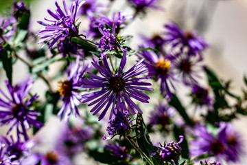 Small vibrant purple flowers with orange centers on an overcast day