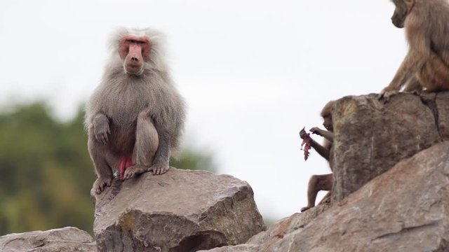 An beautiful Baboon
