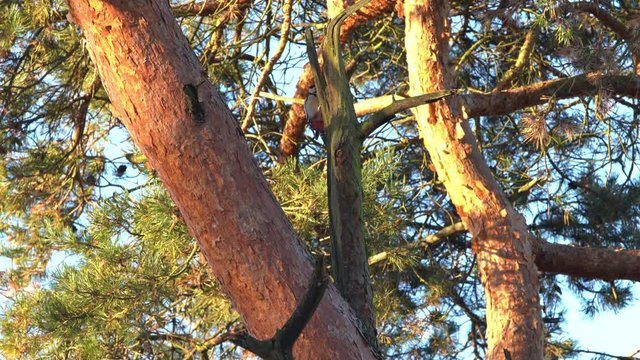 on a tree there is a woodpecker knocking with its beak
