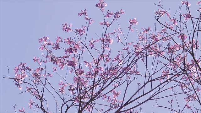 Lapacho Flower Tree in Full Bloom. Lapacho is the National Tree of Paraguay.