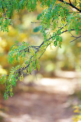 early morning autumn trees