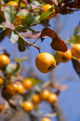 Tejocote as part of the tree closeup