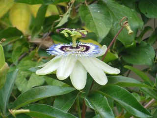 very beautiful unusual flower