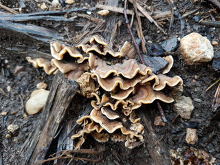 champignon