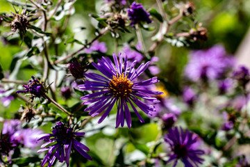Small vibrant purple flowers with orange centers on a sunny fall day